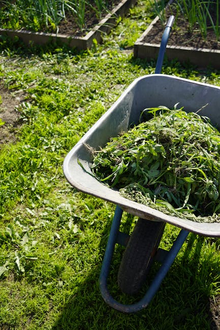 A close-up view of a grey plastic wheelbarrow filled with freshly cut green garden weeds and plant debris, positioned on a grassy lawn in front of wooden garden beds. The wheelbarrow has a black wheel and blue metal handles, leaning slightly to the side, and appears ready for disposal or collection. In the background, there are raised wooden garden beds with planted greens, possibly vegetables or herbs, bordered by narrow soil pathways. The scene is illuminated by natural sunlight, casting soft shadows and enhancing the vibrant green tones of the grass and plants. This setup suggests a garden cleanup or waste removal activity, typical of private property maintenance, handled by a waste management service such as House Clearance Brixton, specializing in rubbish removal and garden clearance services in the local area.